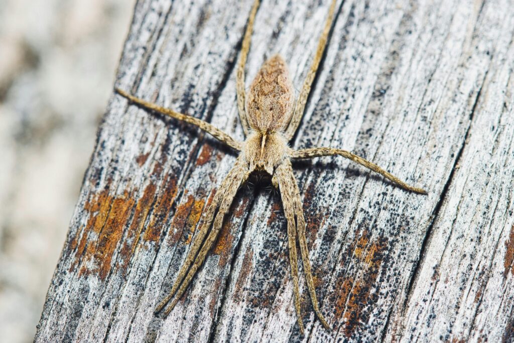 What are Web Trackers?